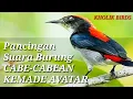 Pancingan Suara Burung CABE CABEAN KEMADE AVATAR, di Jamin Langsung Respon.!!! #burung #kemadegacor