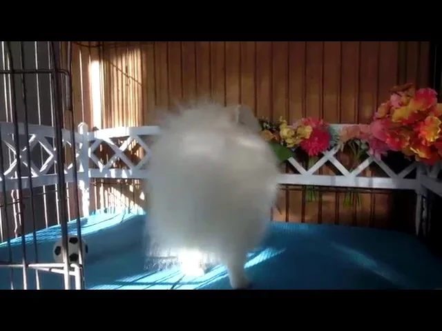 動画