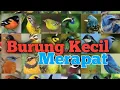 Download Lagu Suara Burung Pleci, Sogon, Konin, Prenjak, Kolibri, Ciblek PIKAT