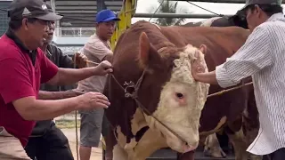 SAPI RAKSASA NGAMUK SAMPAI NYANGKUT 🔥🔥