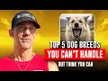 Lagu Top 5 hondenrassen die je niet aankunt (maar waarvan je denkt dat je ze wel aankunt)