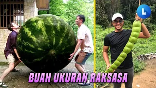 gede banget begini penampakan buah petai dan semangka raksasa terbesar di dunia