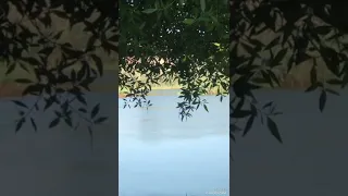 انت الافراح بروحي وانت التطيب جروحي 