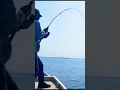 Download Lagu Strike mancing mania mantap #popping #sportfishing #ultralightfishing #karimunjawaisland