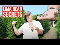 Grow Butter Beans like a Pro
