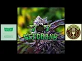 Episode 29 ft Shahbud of 707 seedbank - The Pot Cast