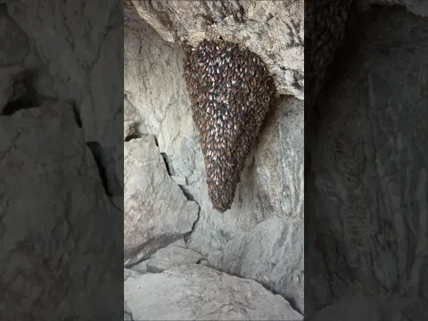 خلية عسل بوطويق من موسم السدر
