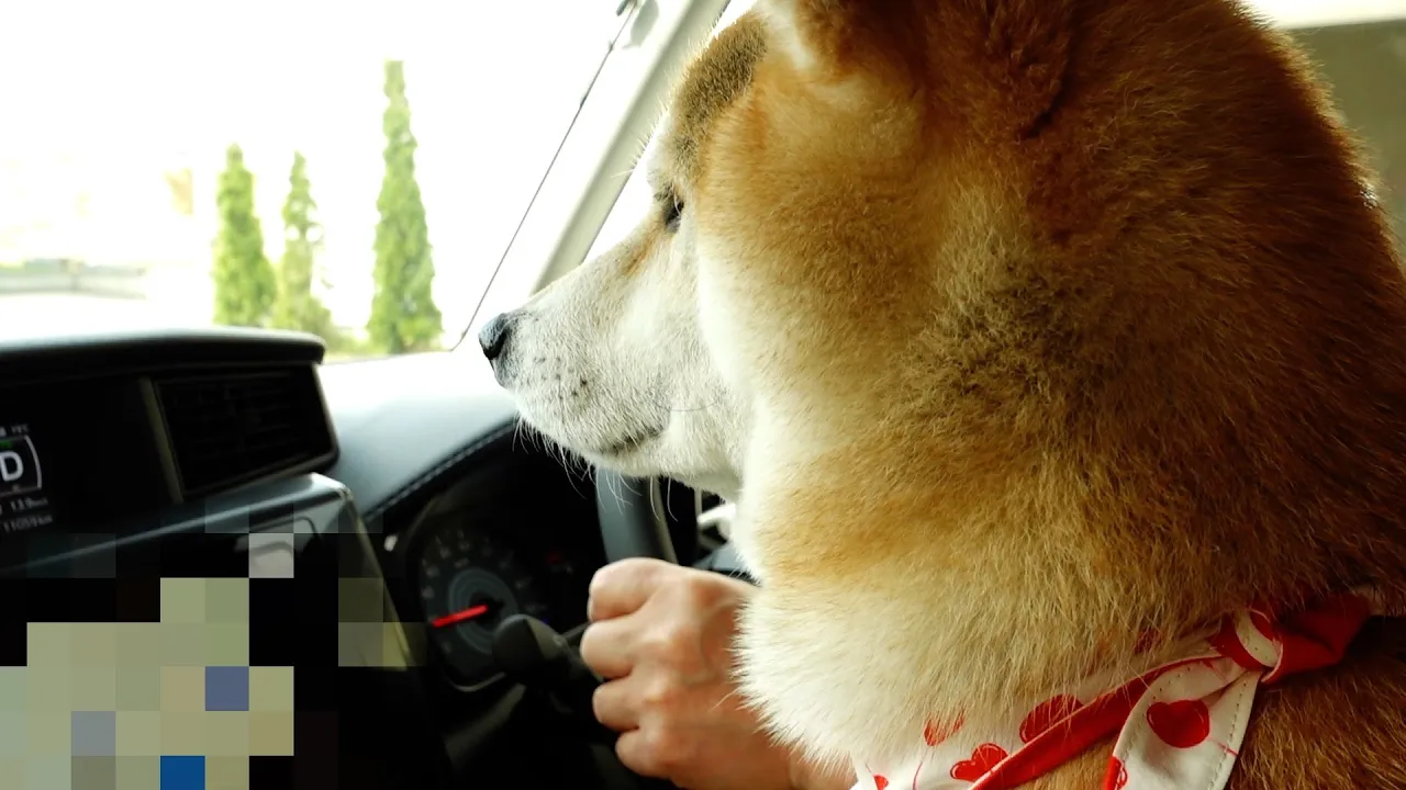 柴犬ドライバー❔柴犬とのドライブでリフレッシュ