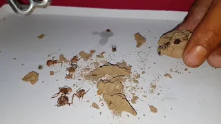 فتحنا عش دبور الطين الاسود والمفاجأه داخل العش مع جمال العمواسي دندنها