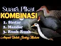 SUARA PIKAT KOMBINASI / CAMPURAN SINTAR - MANDAR - RUAK RUAK. SANGAT AMPUH UNTUK BERBURU MALAM HARI.