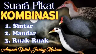 Download SUARA PIKAT KOMBINASI / CAMPURAN SINTAR - MANDAR - RUAK RUAK. SANGAT AMPUH UNTUK BERBURU MALAM HARI. MP3