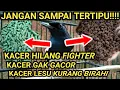 Download Lagu RAHASIA RAWATAN BURUNG KACER | SAYA BONGKAR CARA MEMILIH VOER YANG BENAR