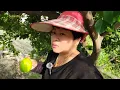 Download Lagu Hampir Nyungsep Sulastri 15 ‼️ Panen jeruk lemon di lembah gunung, Isi bengsin dulu.