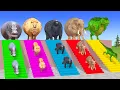 Download Lagu Long Slide Game With Cow Elephant Gorilla Hippopotamus Tiger - 3d Animal Game - Funny 3d Animals