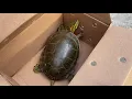 PetSmart Turtle Unboxing Western Painted Turtle