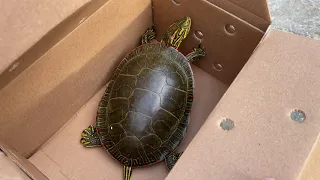 PetSmart Turtle Unboxing Western Painted Turtle