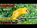 Download Lagu Dalam Hitungan Menit Pleci Di Rumah Bakal Langsung Nyaut Gacor Bongkar isian @kicauplecitv8917