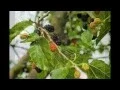 Ty Ty Nursery the best online Plants provider at Ty Ty Georgia