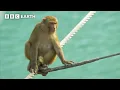 Download Lagu Bartering Monkeys Block Bridge Crossing | Hidden India | BBC Earth