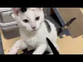 ADOPTED Meet our wobbly bobbly kittens
