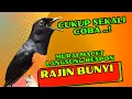 Lagu PANCINGAN PAGI-PAGI AGAR MURAI GACOR❗❗ MURAI MACET PASTI NYAUT EMOSI❗❗