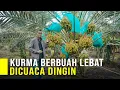Download Lagu TANAM KURMA DI CUACA DINGIN BISA BERBUAH LEBAT DAN PANEN BELIMPAH