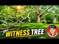The Witness Tree A 260-Year-Old Secret at Valley Forge
