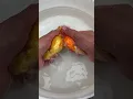 Download Lagu Goldfish Hand Breeding #goldfishbreed #ranchu