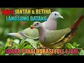 Download Lagu SUARA PIKAT BURUNG PUNAI FULL SATU JAM PALING GACOR COCOK BUAT NYANGGONG