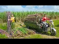 Download Lagu TIMELAPSE -- 279 Days Harvest Billion Tons Giant Sugarcane, Go to Market Sell | Phương Countryside