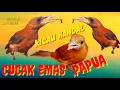 Download Lagu Cucak emas papua gacor kicau tiada dua tembakan suaranya // Murai batu wajib pakai kicau ini