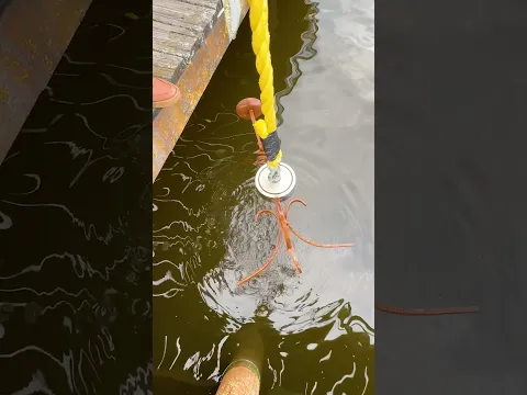 Magnet Fishing Gone Wild