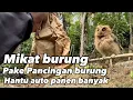 Download Lagu Mikat burung pake pancingan burung hantu mantapp banget #kicaumania