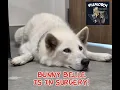 BUNNY BELLE IS IN EMERGENCY SURGERY