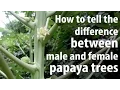 How to Tell The Difference Between Male and Female Papaya Trees