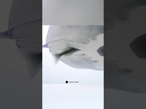 Не играй с прилипалой в прятки