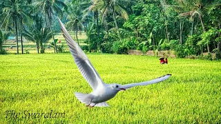suara burung camar di sawah