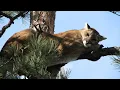 Colorado Mountain Lions