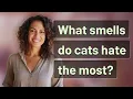 What smells do cats hate the most