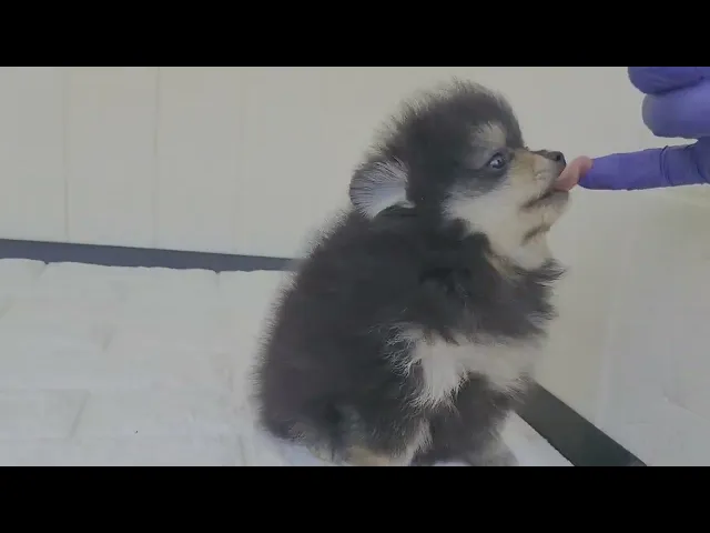 動画