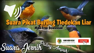 Download SUARA PIKAT BURUNG TLEDEKAN LIAR Paling Ampuh mp3 Suara Jernih - FREE DOWNLOAD MP3