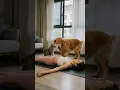 She Fell Asleep in Yoga Class?! 😴🧘‍♀️#shorts #yoga #animals #funnydogs #funny #pets #dog #狗訓練
