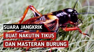 Download SUARA JANGKRIK BUAT NAKUTIN TIKUS DAN MASTERAN BURUNG MP3