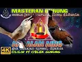 Lagu Masteran Cililin vs Ciblek Gunung Ngebren _ masteran segala burung kicau