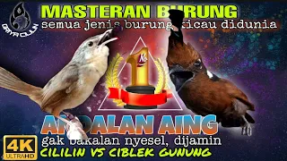 Download Masteran Cililin vs Ciblek Gunung Ngebren _ masteran segala burung kicau MP3
