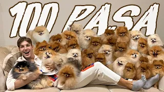 ŽIVIM SA 100 POMERANACA