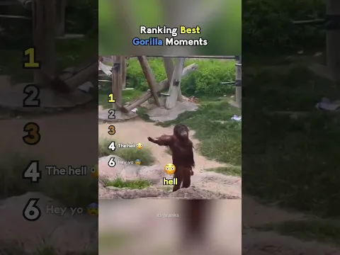 Ranking Best Gorilla Moments
