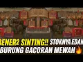 Download Lagu BENER² MAKIN SINTING ‼️ STOK BURUNG GACORAN MEWAH DI KIOS KECIL INI ! DI LUAR AKAL PIKIR🔥