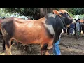 Download Lagu 20 juta !! Pegon Hitam Super Harga Murah Meriah !! Pasar Sapi Tuban 