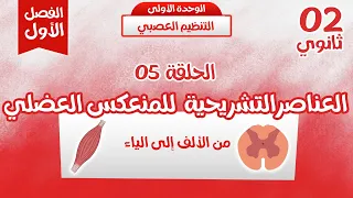 ثانية ثانوي الحلقة5 العناصر التشريحية للمنعكس العضلي بابسط شرح وحدة التنظيم العصبي 